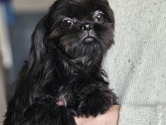 Fetita Shih Tzu