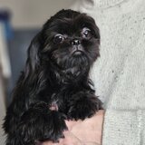 Fetita Shih Tzu